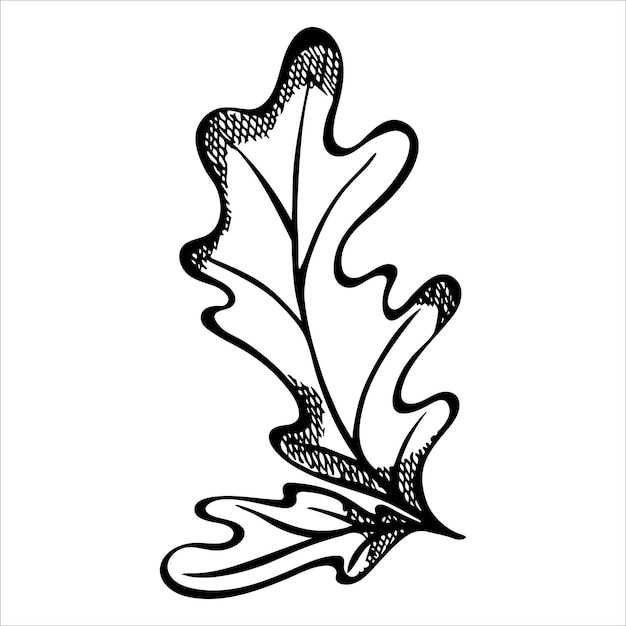 Vector hand drawn oak leaves autumn illustration for print web design decor detailed botanical clipart