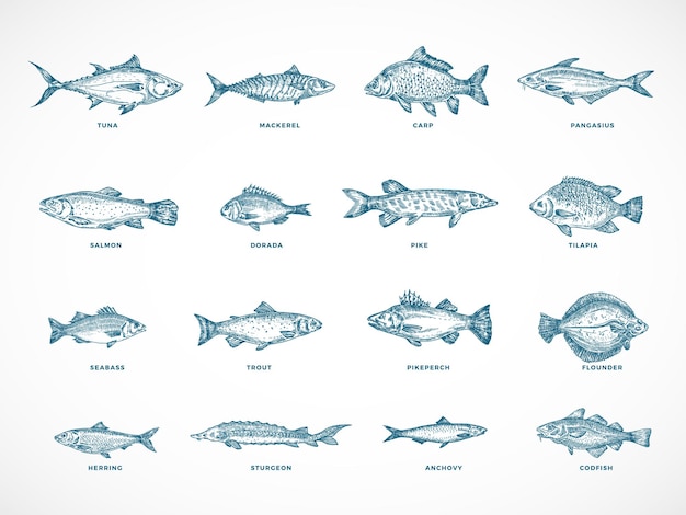 Hand Drawn Ocean or Sea and River Fish Illustration Bundle.