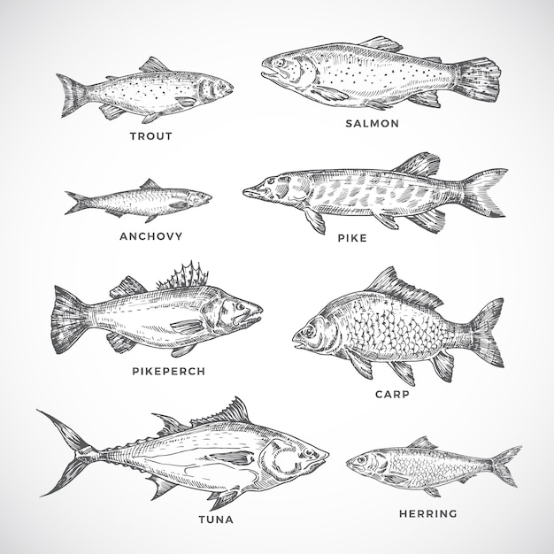 Vector hand drawn ocean or sea and river fish set.