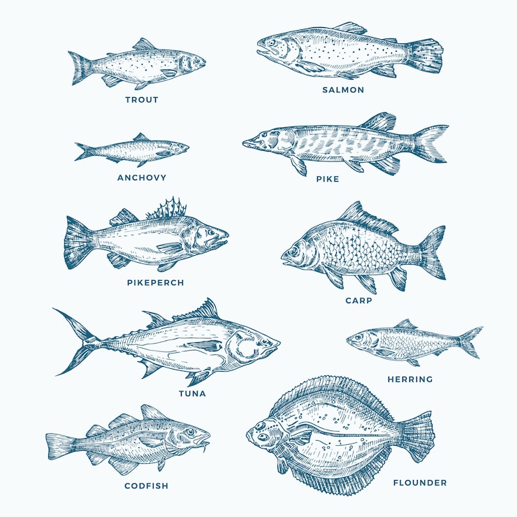 Vector 손으로 그린 바다 또는 바다와 강 10 물고기 세트. 연어와 참치 또는 파이크와 멸치, 청어, 송어, 잉어 스케치 실루엣 모음. 외딴.