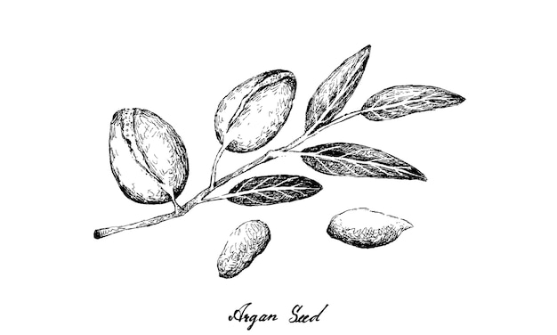 지점에 Argan 씨앗의 손으로 그린