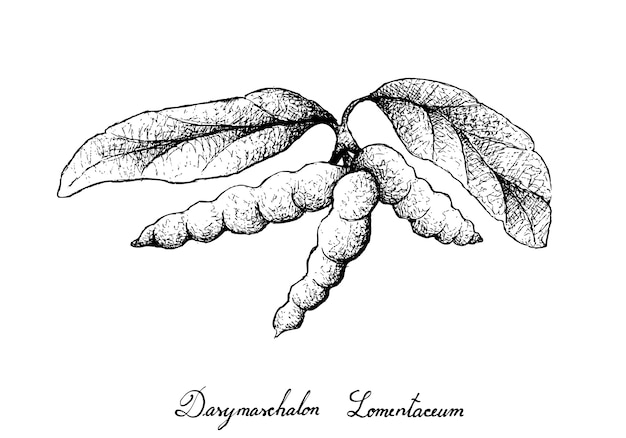木の束にdasymaschalon lomentaceumフルーツの手描き
