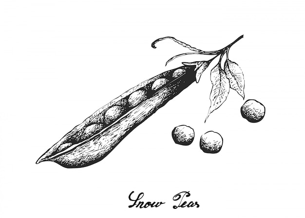 新鮮な新鮮な雪のエンドウ豆の手描き
