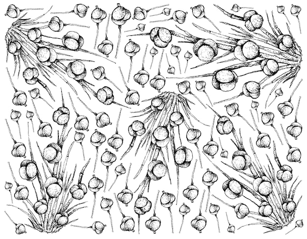 白い背景の上のエフェドラdistachyaフルーツの手描き