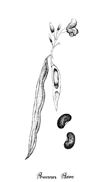 ベクトル 新鮮なグリーンランナー豆植物の手描き