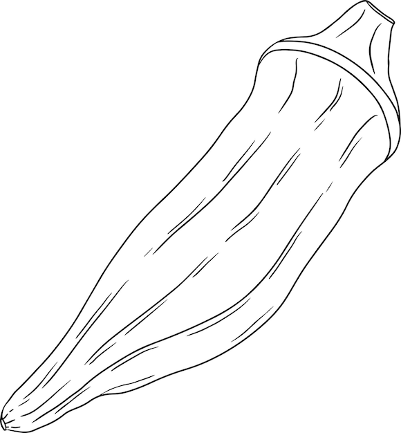 Hand drawn okra plants Abelmoschus Esculentus Vector coloring pages of eco healthy food