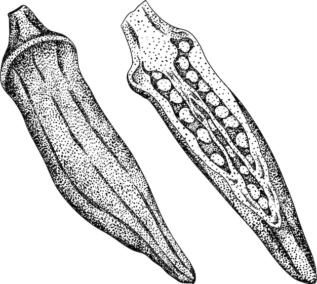 ベクトル 手描きのオクラ植物 abelmoschus esculentus エコ健康食品のベクトル彫刻イラスト