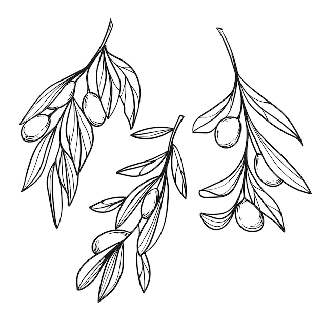 Hand drawn olive branch drawing illustration