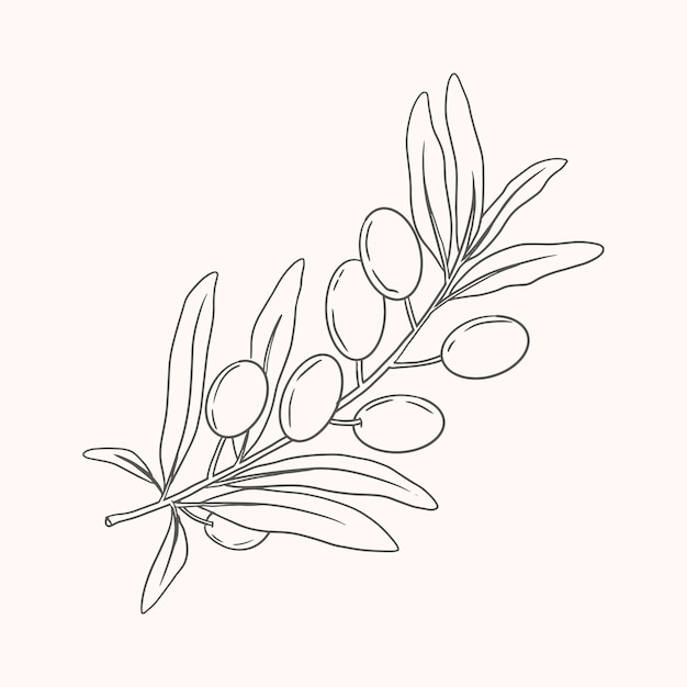 Hand drawn olive branch drawing illustration