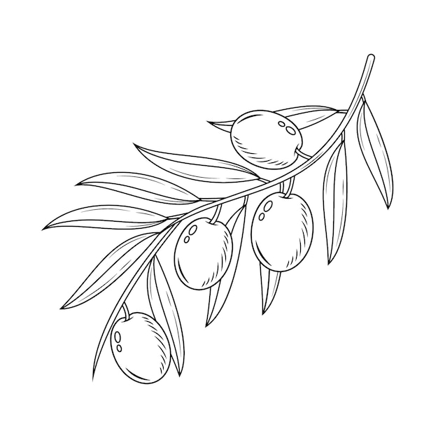 Hand drawn olive branch illustration