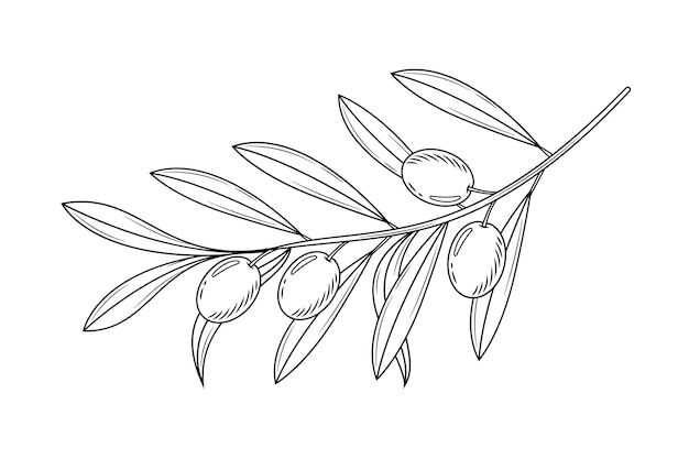 Hand drawn olive branch illustration