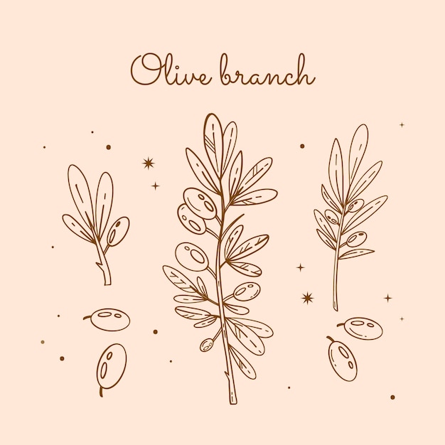 Vector hand drawn olive branch outline illustration