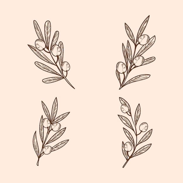 Vector hand drawn olive branch outline illustration