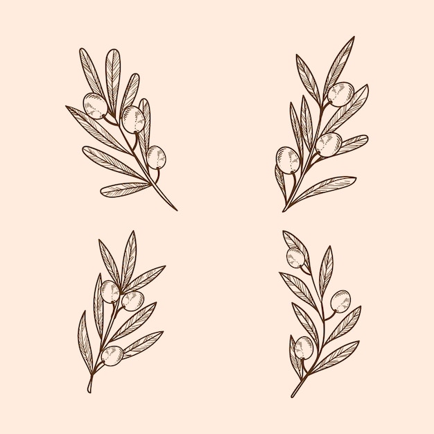 Illustrazione del contorno del ramo d'ulivo disegnato a mano