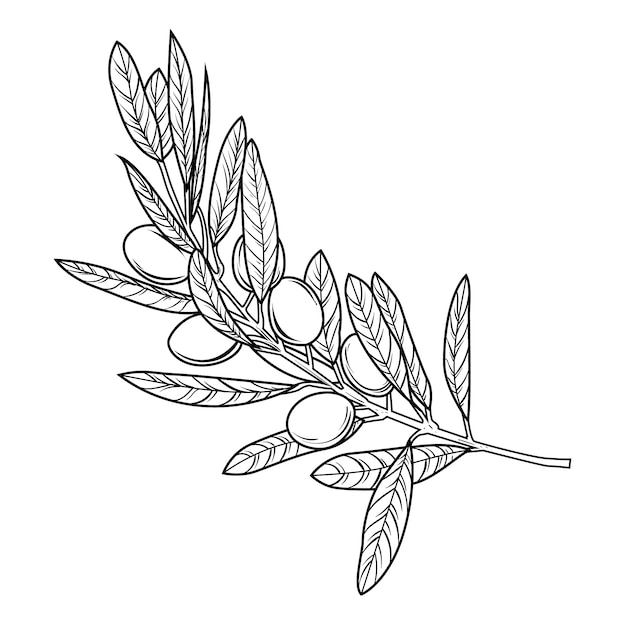 Hand drawn olive branch outline illustration