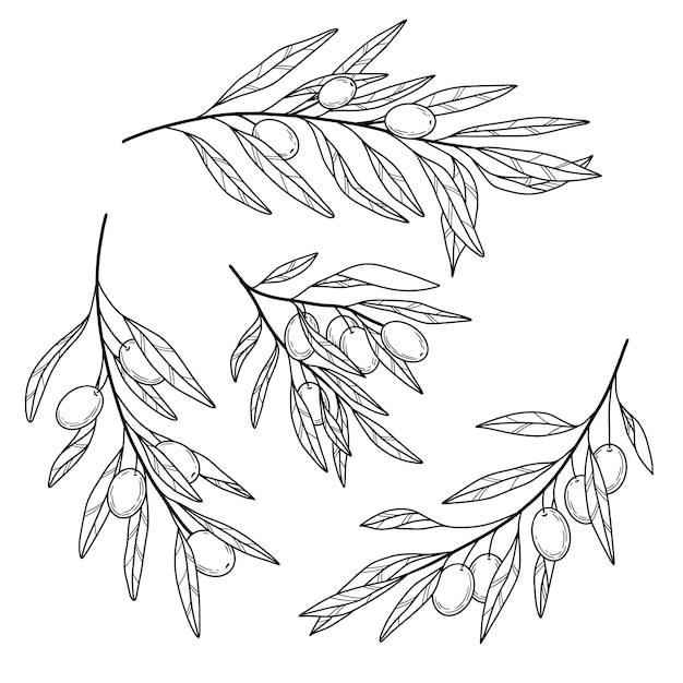 Vettore illustrazione del contorno del ramo d'ulivo disegnato a mano