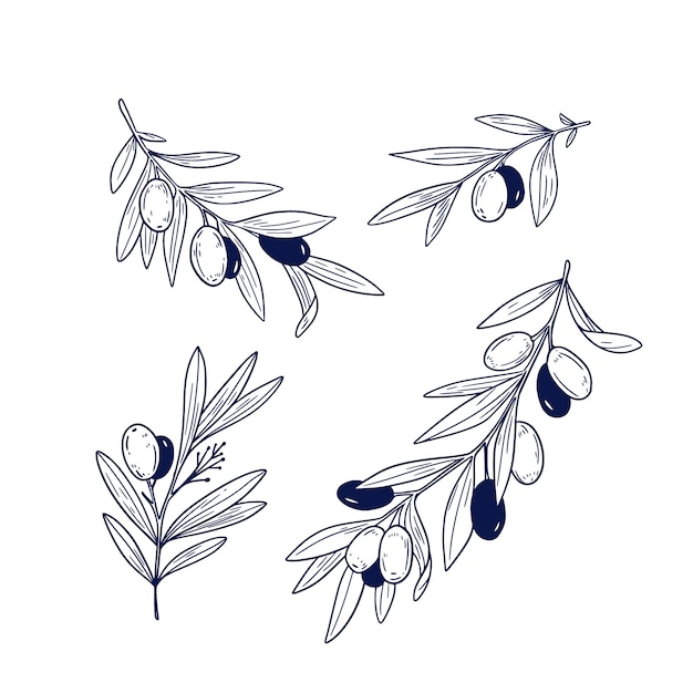 Vector hand drawn  olive branch outline illustration