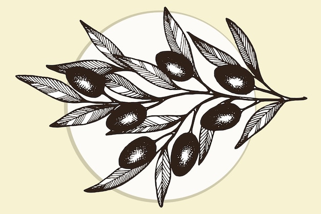 Vector hand drawn olive brunch