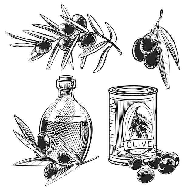 Hand drawn olive oil bottles and olives