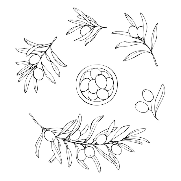 Hand drawn olive vector set isolated on a white background