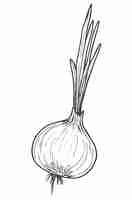 Vector hand drawn onion doodle vector sketch illustration