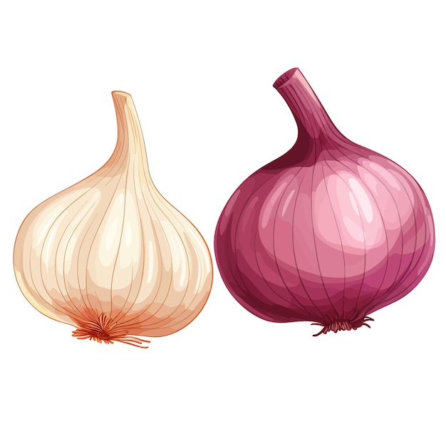 Hand drawn Onion and Garlic cartoon vector illustration clipart white background