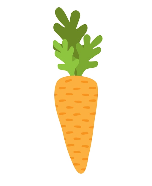 Hand drawn orange carrot isolated on white background