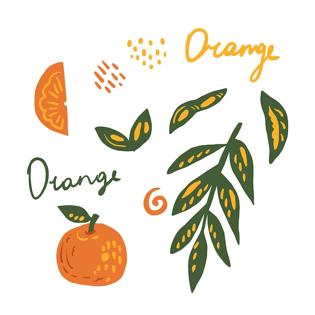 Vector hand drawn orange fruit element collection