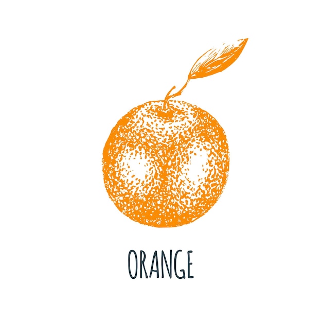 Hand drawn orange on white background. Vector illustration of fruit. Vegetarian food sketch. Farm market product.