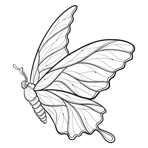 Hand drawn ornamental butterfly outline illustration with decorative ornaments