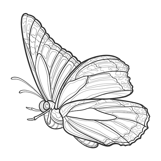 Hand drawn ornamental butterfly outline illustration with decorative ornaments