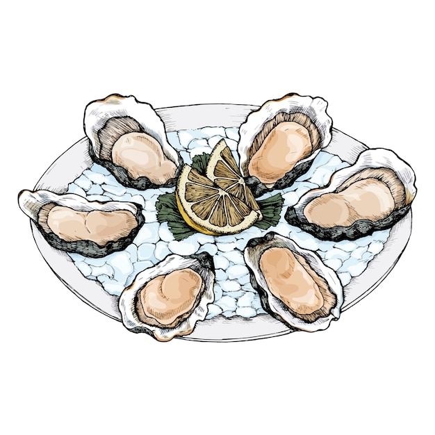 Vector hand drawn oyster salt-water bivalve platter