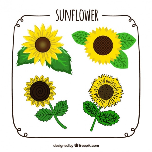 Hand-drawn pack of four sunflowers with different designs