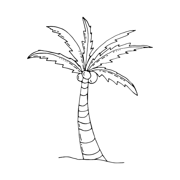 Hand drawn palm illustration