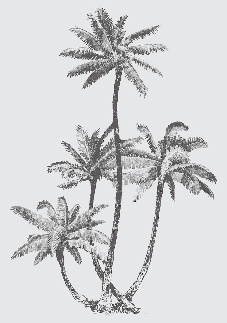 Vector hand drawn of palm tree vector illustrations
