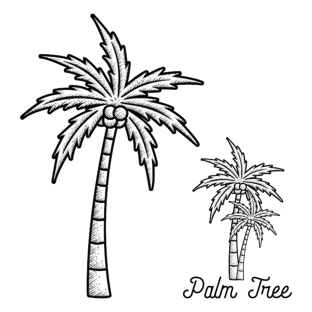 Hand drawn palm tree