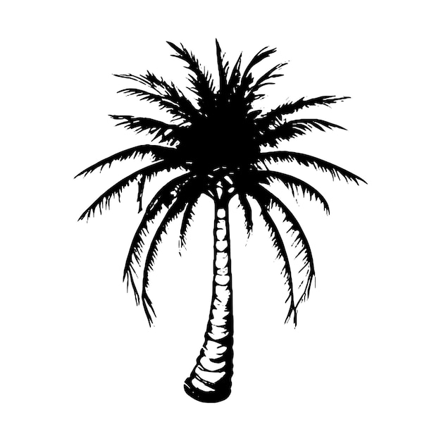 Vector hand drawn a palm vector