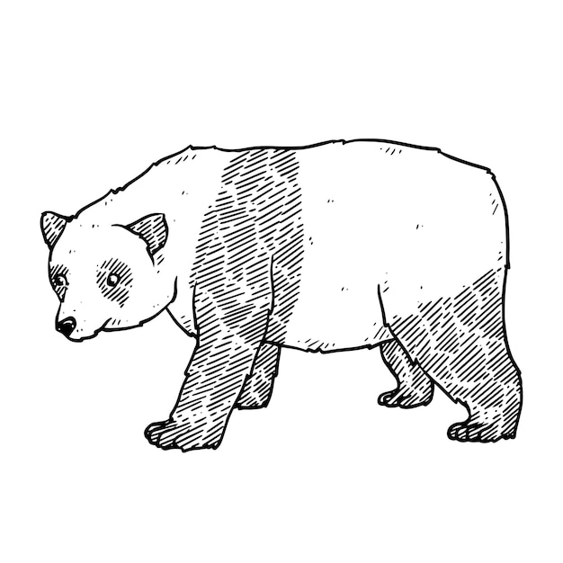 Hand drawn panda in doodle style sketch