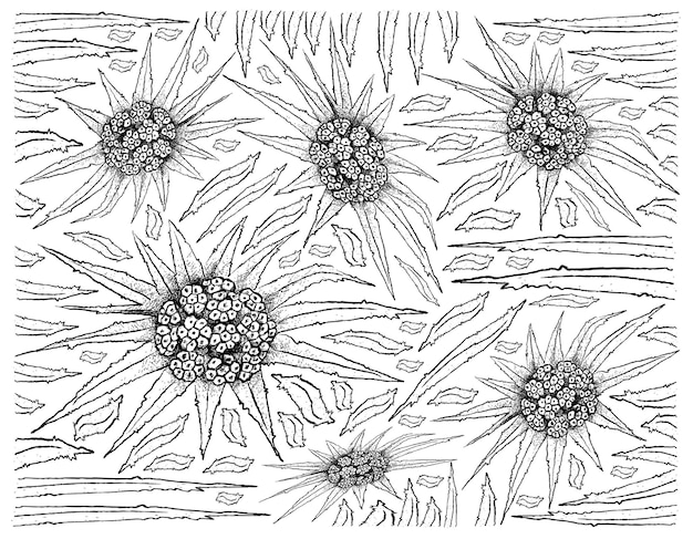 Hand drawn pandanus tectorius fruits