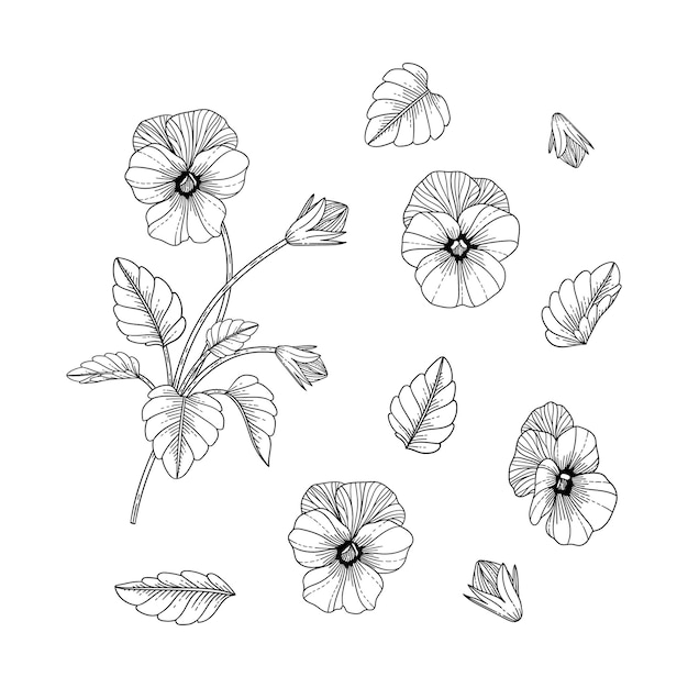 Hand drawn pansy floral illustration with line art on white backgrounds.