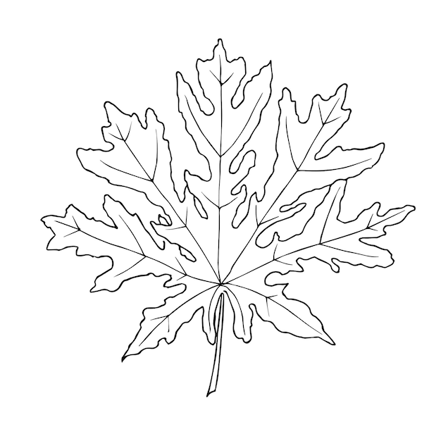 Hand drawn papaya leaf vector illustration in outline style on isolated background in black and white colors drawing of tropical plant line art botanical sketch for icon or logo