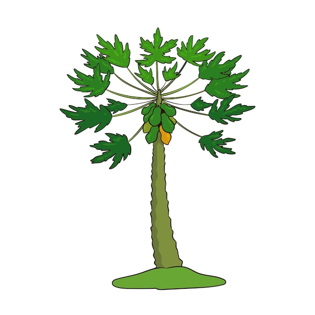 Vector hand drawn papaya tree