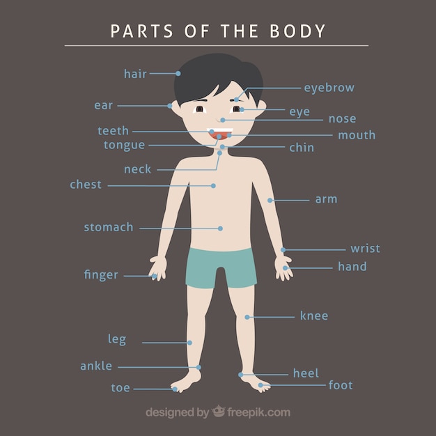 Vector hand drawn parts of the body