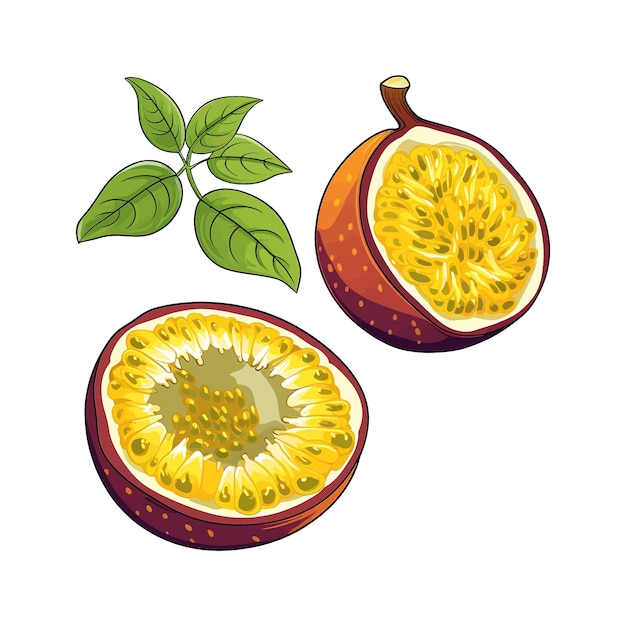 Hand drawn passion fruit vector cartoon isolated white background