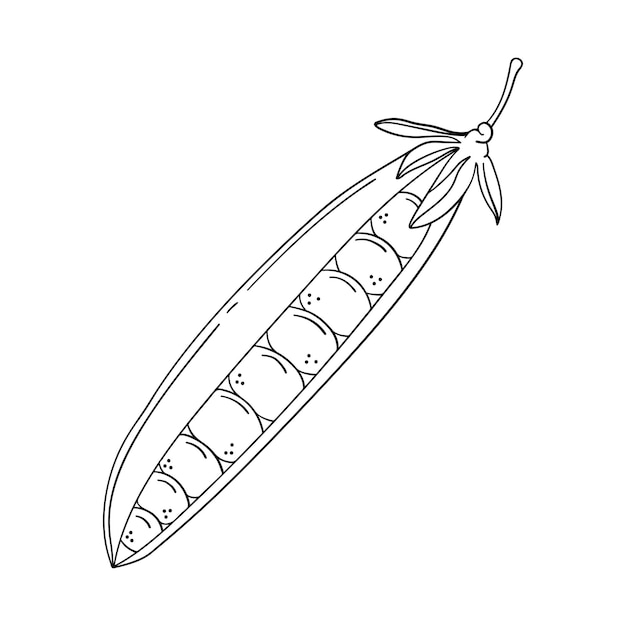 白い背景に分離された手描きのエンドウ豆の鞘