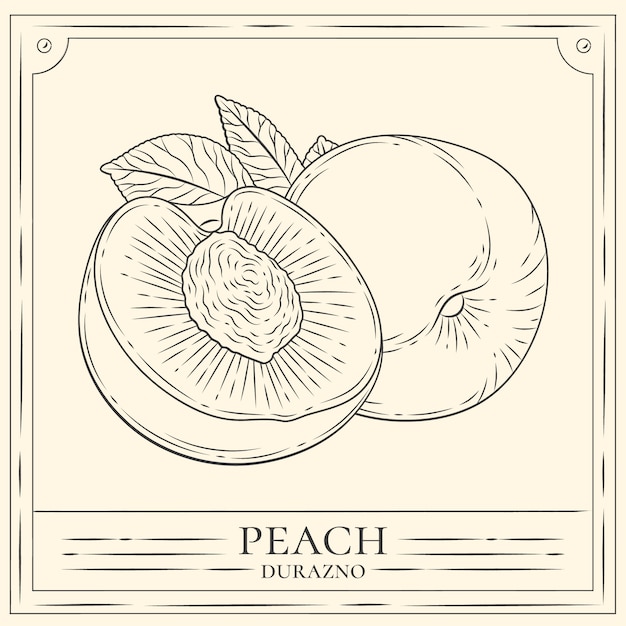 Hand drawn peach illustration