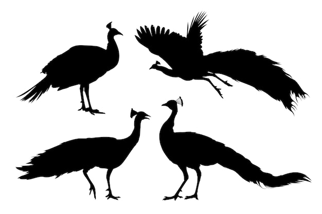 Vector hand drawn peacock silhouette