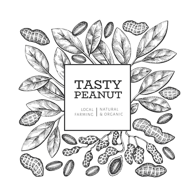 Vector hand drawn peanut branch and kernels design template