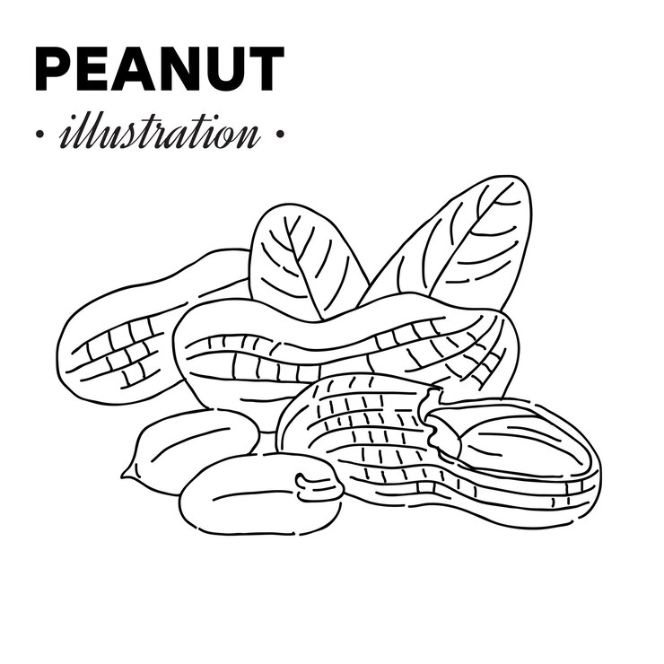 Vector hand drawn peanut illustration