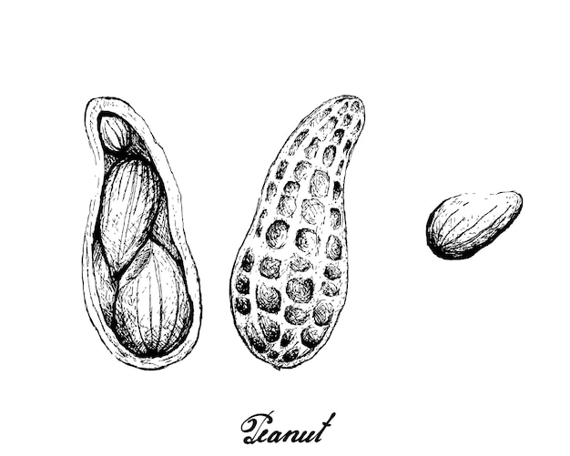 Hand drawn peanut illustration